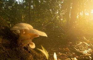 Munculnya jamur dalam inovasi pangan: Mengungkap masa depan pangan berkelanjutan, bergizi, dan lezat