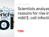 Para ilmuwan menganalisis alasan peningkatan infeksi E. coli ringan