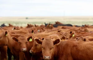 Pembangunan kembali ternak tidak mungkin terjadi karena suku bunga dan biaya yang tinggi masih ada