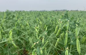 Louis Dreyfus membangun fasilitas protein kacang polong baru