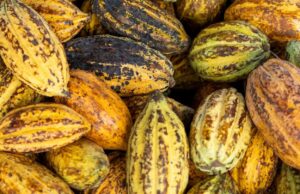 Harga kakao, margin Utz, penjualan Comvita – data mingguan