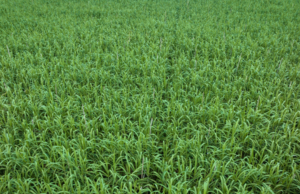 Harga komoditas pangan terus melemah namun gula tetap tinggi