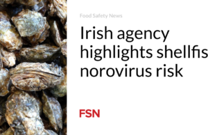Badan Irlandia menyoroti risiko norovirus kerang