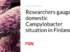 Para peneliti mengukur situasi Campylobacter domestik di Finlandia