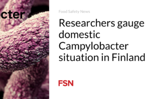 Para peneliti mengukur situasi Campylobacter domestik di Finlandia
