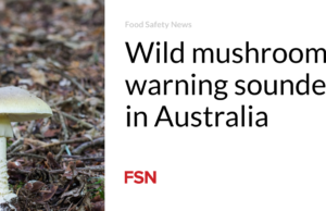 Peringatan jamur liar terdengar di Australia