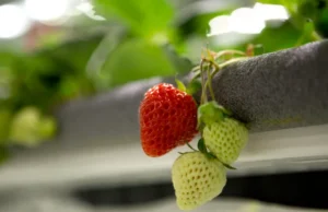 Penanam stroberi vertikal Oishii memperoleh $134 juta di tengah kesulitan pertanian dalam ruangan