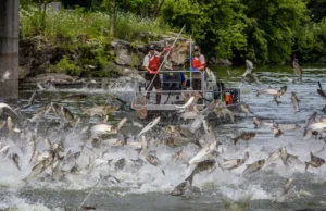 Masalah yang perlu diperhatikan: Mungkinkah memakan spesies invasif dapat mengubah pola keberlanjutan?