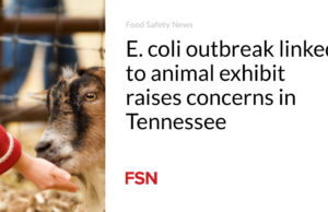 Wabah E. coli terkait dengan pameran hewan menimbulkan kekhawatiran di Tennessee