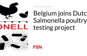 Belgia bergabung dengan proyek pengujian unggas Salmonella Belanda
