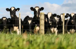 Seseorang dinyatakan positif terkena flu burung setelah melakukan kontak dengan sapi perah yang terinfeksi di Texas