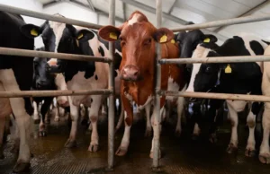 Sisa-sisa flu burung ditemukan dalam susu pasteurisasi: FDA