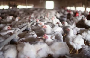 Cooks Venture mencoba beternak ayam dengan lebih baik. Kemudian 1 juta burung dibunuh.