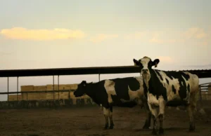 Negara-negara bagian memberlakukan pembatasan perjalanan bagi sapi perah karena kekhawatiran akan flu burung