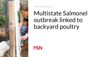 Wabah Salmonella di beberapa negara bagian terkait dengan unggas di halaman belakang