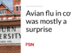 Flu burung pada sapi sebagian besar merupakan kejutan