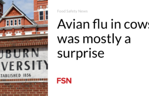 Flu burung pada sapi sebagian besar merupakan kejutan