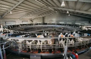 Bahan-bahan yang menjadi Fokus: Yotvata Dairy Farm berinvestasi di perusahaan bioteknologi untuk menghilangkan antibiotik dari susu