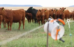 Permintaan daging sapi yang diberi makan rumput sedang meningkat. Bisakah pasokan tetap mencukupi?
