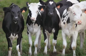 ‘Pada dasarnya kita tidak tahu apa-apa’: Pandangan seorang ahli epidemiologi mengenai respons AS terhadap flu burung