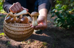 Bagaimana merek dapat memanfaatkan kemitraan inovator bahan untuk memenuhi permintaan konsumen yang terus berkembang