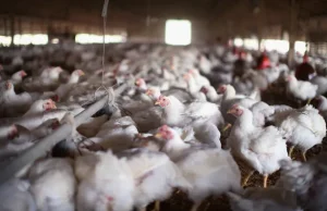 Pilgrim’s Pride membayar $100 juta dalam penyelesaian antimonopoli protein terbesar