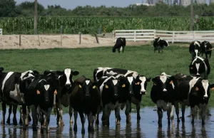 Flu burung ditemukan pada daging sapi dari sapi perah AS saat wabah semakin intensif