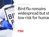 Flu burung masih tersebar luas namun risikonya masih rendah bagi manusia