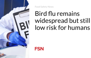 Flu burung masih tersebar luas namun risikonya masih rendah bagi manusia