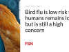 Flu burung yang risikonya rendah terhadap manusia masih rendah, namun masih menimbulkan kekhawatiran yang tinggi