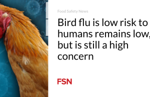 Flu burung yang risikonya rendah terhadap manusia masih rendah, namun masih menimbulkan kekhawatiran yang tinggi