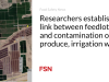 Para peneliti menemukan hubungan antara tempat pemberian pakan dan kontaminasi produk, air irigasi