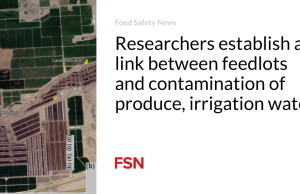 Para peneliti menemukan hubungan antara tempat pemberian pakan dan kontaminasi produk, air irigasi