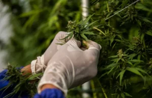 Dari bir menjadi daun: Dibalik tawaran Green Thumb untuk merger Boston Beer