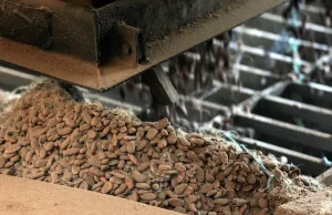 Hershey berupaya memprioritaskan sumber kakao yang berkelanjutan