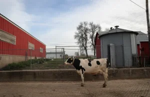 Flu burung pada sapi perah dilaporkan untuk pertama kalinya di Iowa, Minnesota ketika wabah menyebar