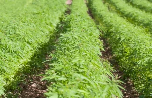 Produsen CBD menolak amandemen RUU pertanian yang ‘menghancurkan’