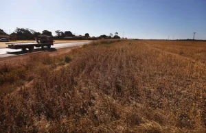 Bahan dalam Fokus: Kedelai bebas deforestasi