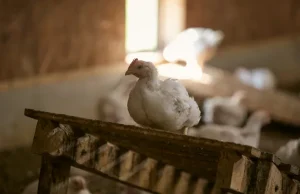 Mengapa Perdue Farms tidak menyerah pada ayam ‘tanpa antibiotik’