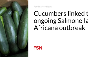 Mentimun dikaitkan dengan wabah Salmonella Africana yang sedang berlangsung