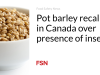 Pot barley ditarik kembali di Kanada karena keberadaan serangga