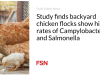 Studi menemukan kawanan ayam di halaman belakang menunjukkan tingkat Campylobacter dan Salmonella yang lebih tinggi