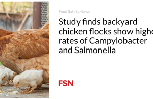 Studi menemukan kawanan ayam di halaman belakang menunjukkan tingkat Campylobacter dan Salmonella yang lebih tinggi