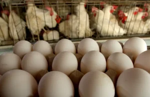 Lebih banyak kasus flu burung pada manusia yang dikonfirmasi di Colorado, sehingga total kasus di AS menjadi 14