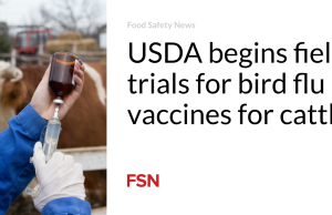 USDA memulai uji coba lapangan untuk vaksin flu burung untuk ternak