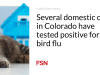 Beberapa kucing domestik di Colorado dinyatakan positif terkena flu burung