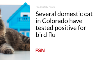 Beberapa kucing domestik di Colorado dinyatakan positif terkena flu burung