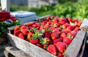 Apakah rasa stroberi lebih buruk? Platform teknologi mengatakan hal ini dapat membantu buah menjaga kualitas