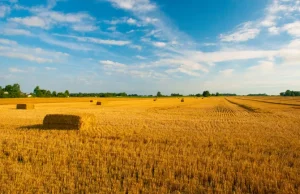 General Mills bekerja sama dengan raksasa grosir untuk memperluas pertanian regeneratif