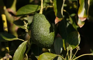 Kekurangan pasokan alpukat menghasilkan rekor keuntungan